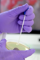 Laborant mit Wattestäbchen Swab