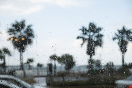 Palm trees seen through rain covered window