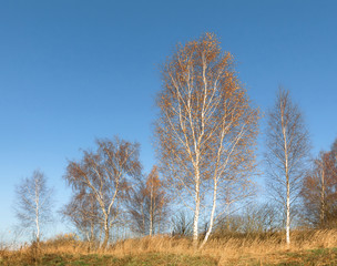 Obraz na płótnie Canvas Birch trees with fall colors losing their leaves in a country setting an old fence and fields in the distance