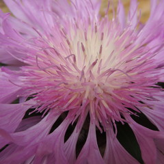 красивые синие цветы  крупным планом 