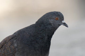Beautiful pigeon close up portrait.
