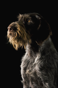 German Wirehaired Pointer