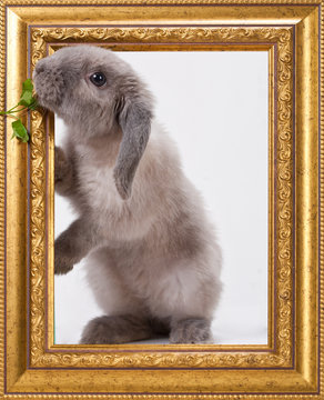 Adorable rabbit isolated on a white background