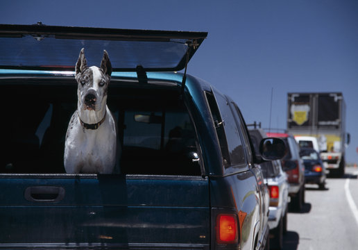 A Great Dane staring out the window of a truck on the highway, Moab, Utah, USA