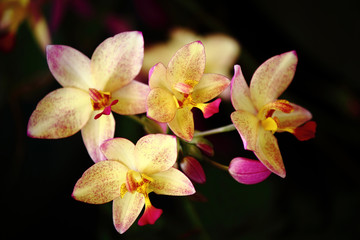 Flowers in Asia