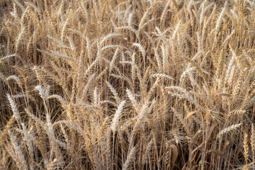 Fototapeta premium Wheat fields in Spain