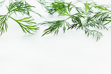 Sprigs of green dill on a white background. Frame with copy space for text.