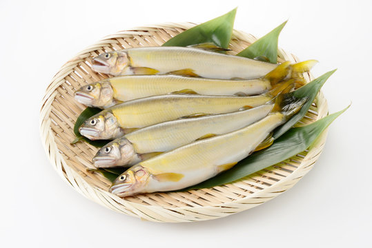 鮎