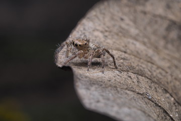 jumping spider /OLYMPUS DIGITAL CAMERA