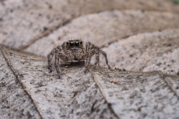 jumping spider /OLYMPUS DIGITAL CAMERA
