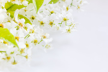 Sprigs of  bird-cherry and green leaf on the water with copy space. Border, frame. Floral background. Spring, wedding background.  Macro.