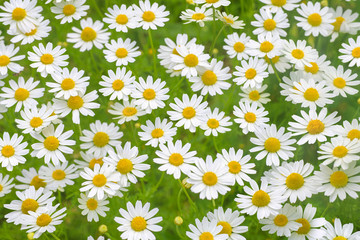 Camomile daisy field natural horizontal background texture 3