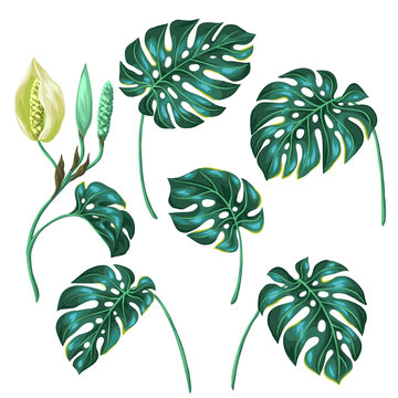 Stylized monstera leaves. Decorative image of tropical foliage and flower. Objects for decoration, design on advertising booklets, banners, flayers