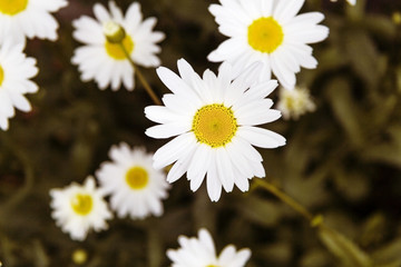 wild chamomile flowers on a meadow on a sunny day. shallow depth of field