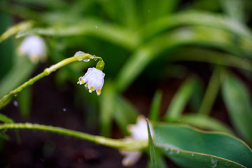 Obraz premium Snowdrop