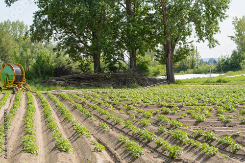 "Kartoffelacker mit Kartoffelkraut" Stockfotos und lizenzfreie Bilder