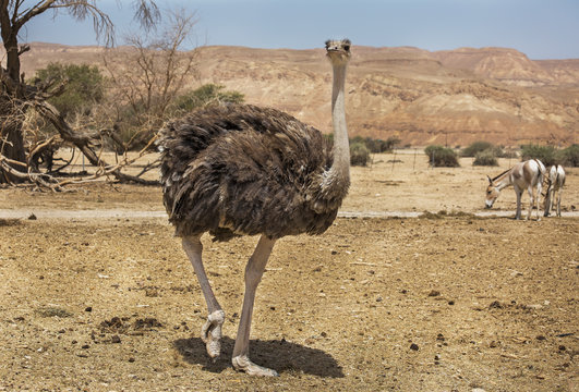 beautiful ostrich in the desert
