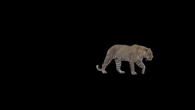 Male Leopard slowly walking across the frame on black screen, real shot, isolated on alpha channel premultiplied with black and white matte, perfect for digital composition, cinema, 3d mapping