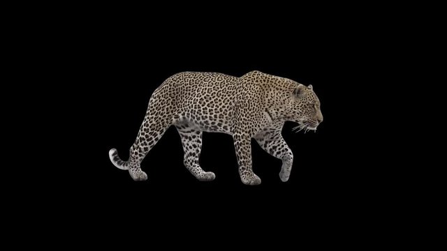 Male Leopard slowly walking seamlessly looped on black screen, real shot, isolated on alpha channel premultiplied with black and white matte, perfect for digital composition, cinema, 3d mapping