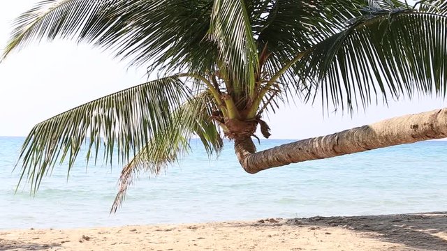 Video 1920x1080 Tropical beach with exotic palm trees . Island Koh Kood, Thailand.