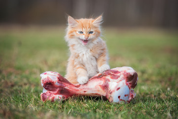 Little meowing kitten with a bone