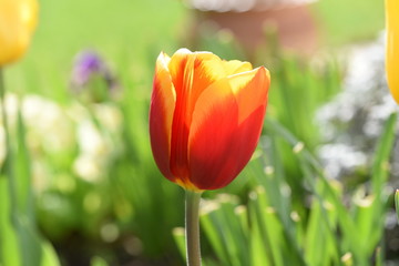 Fototapeta premium tulipe