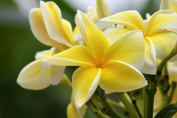 Fototapeta premium Flowers in Asia