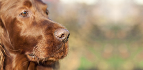 Cute Irish Setter dog nose website banner