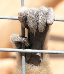 Obraz premium Baby Chimpanzee hand holding onto cage