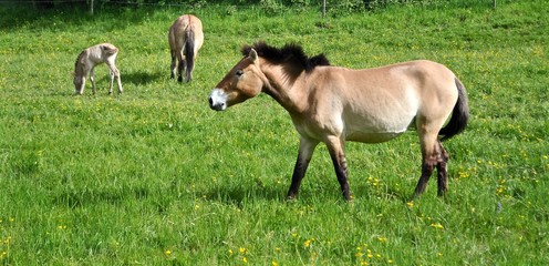 Naklejka na ściany i meble Przewalski Pferde mit Fohlen auf grüner Weide . Mongolische Wildpferde