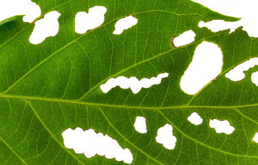 Green leaf bitten by insect isolated on white background