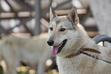 Gomel, Belarus - May 27: Exhibition of hunting dogs. competitions in conformation May 27, 2013 in...