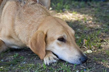 Gomel, Belarus - May 27: Exhibition of hunting dogs. competitions in conformation May 27, 2013 in Gomel, Belarus ..