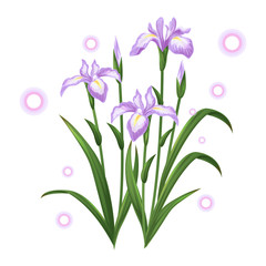 Fototapeta na wymiar white violet iris ayame flower illustration vector