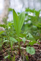 ramson