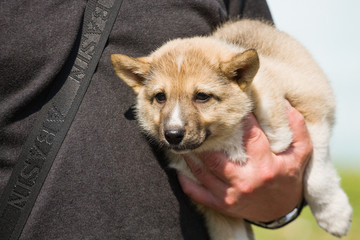 Gomel, Belarus - May 27: Exhibition of hunting dogs. competitions in conformation May 27, 2013 in...