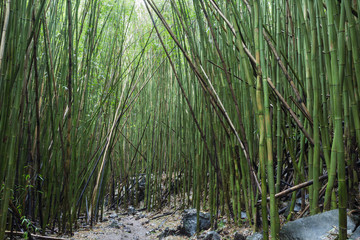 Under a bamboo canopy. The Pipiwai Trail leads through a bamboo forest