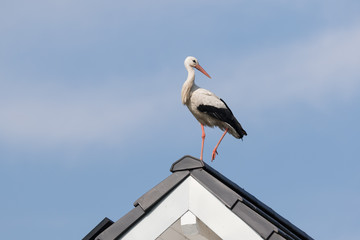 Storch auf Hausdach