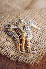 dried seahorse on wooden background © mamsizz