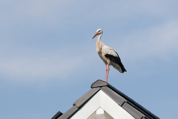 Storch auf Hausdach