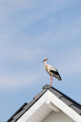 Storch auf Hausdach