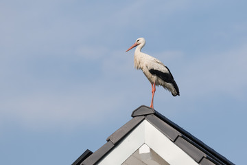 Storch auf Hausdach