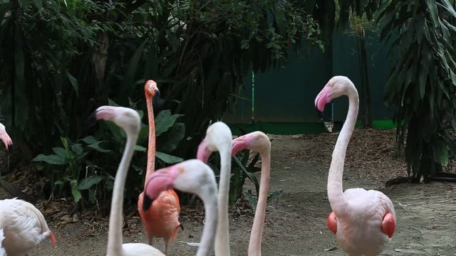 Beautiful flamingo in Safari World. Bangkok, Thailand