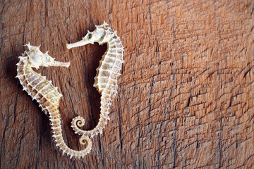 dried seahorse on wooden background © mamsizz
