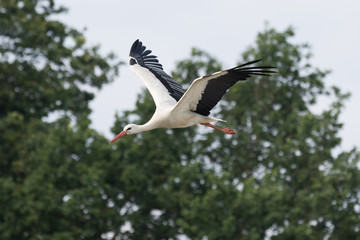 Storch im Flug