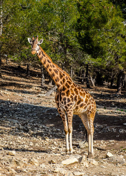 African giraffe outdoors. Spain