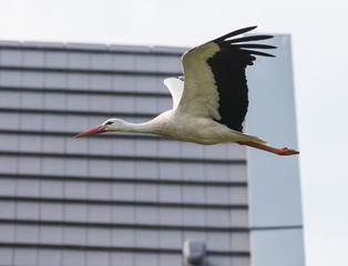 Storch im Flug