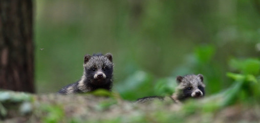 Raccoon dog pups