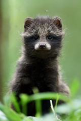 Fototapeta premium Raccoon dog pup. Raccoon dog kit. Raccoon dog cub.