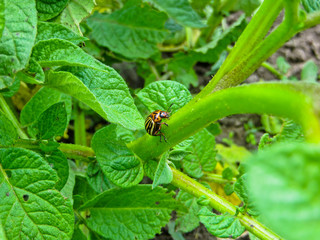 Colorado Potato Beetle (Leptinotarsa decemlineata) on the potato